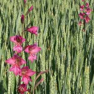 Photographie n°148393 du taxon Gladiolus italicus Mill. [1768]