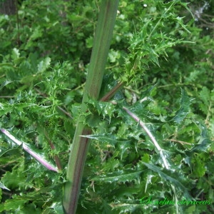 Photographie n°148404 du taxon Sonchus oleraceus L. [1753]