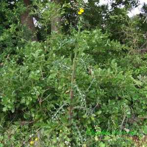 Photographie n°148405 du taxon Sonchus oleraceus L. [1753]