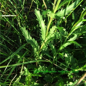 Photographie n°148414 du taxon Leucanthemum vulgare Lam. [1779]