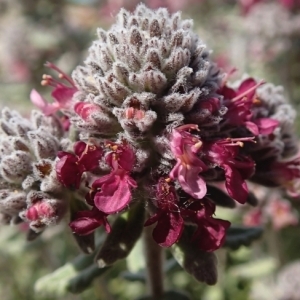 Teucrium polium subsp. purpurascens (Benth.) S.Puech (Germandrée purpurine)