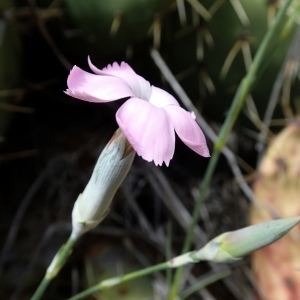 Photographie n°148431 du taxon Dianthus caryophyllus subsp. longicaulis (Ten.) Arcang. [1894]