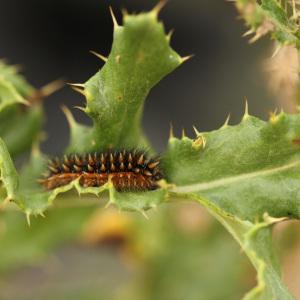 Photographie n°148438 du taxon Cirsium arvense (L.) Scop. [1772]