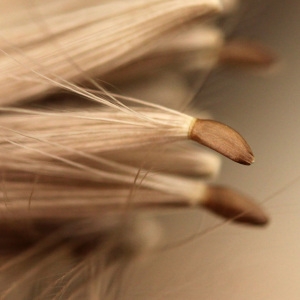 Photographie n°148439 du taxon Cirsium arvense (L.) Scop. [1772]
