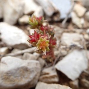 Photographie n°148481 du taxon Sedum litoreum Guss. [1826]