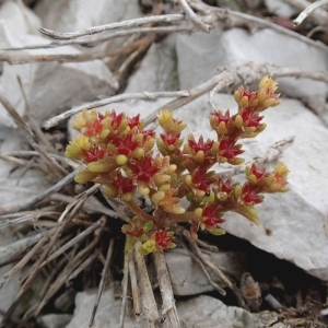 Photographie n°148482 du taxon Sedum litoreum Guss. [1826]