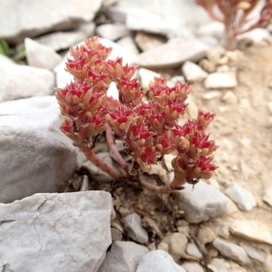 Photographie n°148483 du taxon Sedum litoreum Guss. [1826]