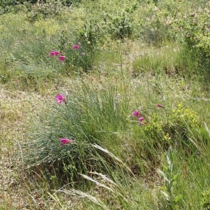 Photographie n°148490 du taxon Gladiolus italicus Mill. [1768]