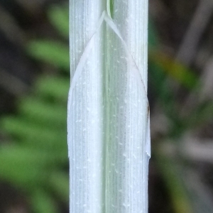  - Carex acutiformis Ehrh. [1789]