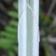  David Mercier - Carex acutiformis Ehrh. [1789]