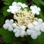  David Mercier - Viburnum opulus L. [1753]