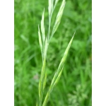 Festuca heteromalla Pourr. (Fétuque à feuilles plates)