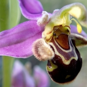 Ophrys apifera var. aurita Moggr.