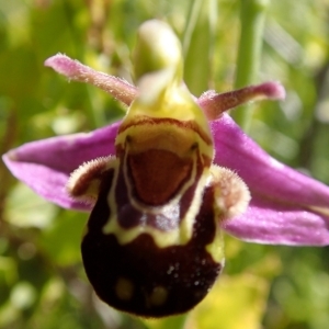 Photographie n°148514 du taxon Ophrys apifera var. aurita Moggr. [1869]