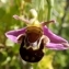  BERNARD Ginesy - Ophrys apifera var. aurita Moggr. [1869]