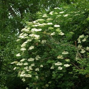 Photographie n°148521 du taxon Sambucus nigra L. [1753]