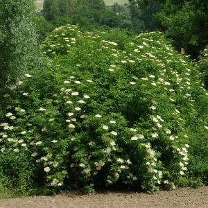 Photographie n°148523 du taxon Sambucus nigra L. [1753]