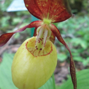 Cypripedium microsaccon Kränzl. (Sabot-de-Vénus)