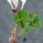  Liliane Roubaudi - Trifolium subterraneum L. [1753]