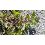 Verbena bracteata Lag. & Rodr.