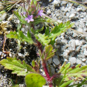 Photographie n°148610 du taxon Verbena bracteata Lag. & Rodr.