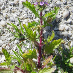  - Verbena bracteata Lag. & Rodr.