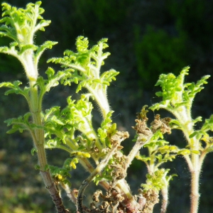 Photographie n°148616 du taxon Teucrium botrys L. [1753]