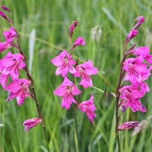 Gladiolus collinus Salisb. (Glaïeul commun)