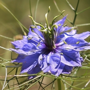 Nigella damascena L. (Nigelle de Damas)