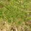  Florent Beck - Conium maculatum L.