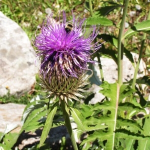 Rhaponticum centauroides (L.) O.Bòlos (Rhapontique à feuilles de centaurée)