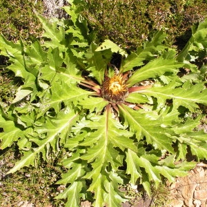 Photographie n°148651 du taxon Carlina acanthifolia subsp. cynara (Pourr. ex DC.) Arcang. [1882]