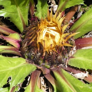 Carlina acanthifolia subsp. cynara (Pourr. ex DC.) Arcang. (Carline artichaut)