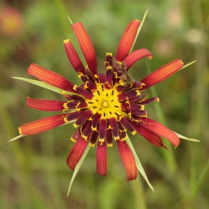 Photographie n°148656 du taxon Tragopogon crocifolius L. [1759]