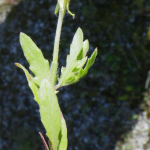 Photographie n°148669 du taxon Oenothera laciniata Hill [1768]