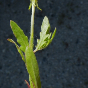  - Oenothera laciniata Hill [1768]