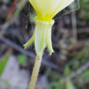  - Oenothera laciniata Hill [1768]