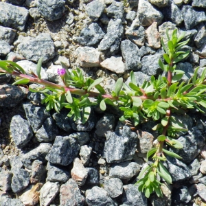 Photographie n°148672 du taxon Lythrum hyssopifolia L. [1753]