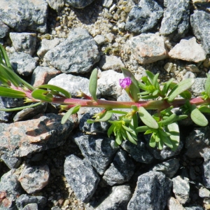 Photographie n°148673 du taxon Lythrum hyssopifolia L. [1753]