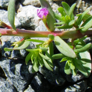 Photographie n°148675 du taxon Lythrum hyssopifolia L. [1753]