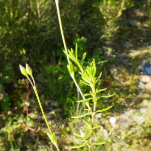 Photographie n°148677 du taxon Halimium umbellatum subsp. umbellatum