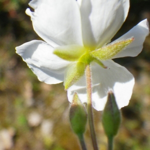 Photographie n°148678 du taxon Halimium umbellatum subsp. umbellatum