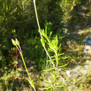 Photographie n°148680 du taxon Halimium umbellatum subsp. umbellatum