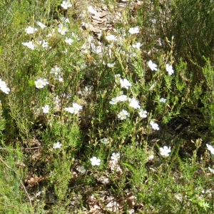 Cistus umbellatus L. subsp. umbellatus (Hélianthème à bouquets)