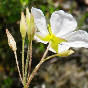  - Halimium umbellatum subsp. umbellatum