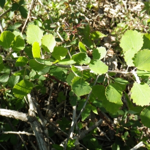 Photographie n°148686 du taxon Populus tremula L. [1753]