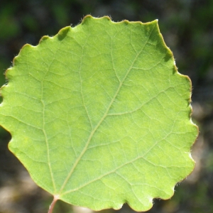 Photographie n°148687 du taxon Populus tremula L. [1753]