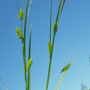 Carex punctata Gaudin (Laiche ponctuée)