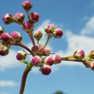 Photographie n°148695 du taxon Filipendula vulgaris Moench [1794]