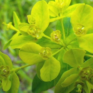 Euphorbia villosa Waldst. & Kit. ex Willd. (Euphorbe poilue)